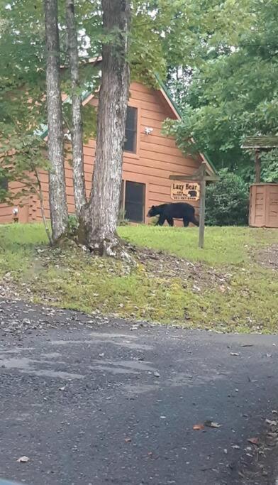 Lazy Bear Cabin Sevierville Eksteriør billede